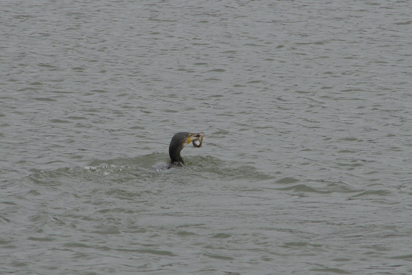 A cormorant has got a fish from A Long Walk Around the Airfield, Eye, Suffolk - 11th February 2024