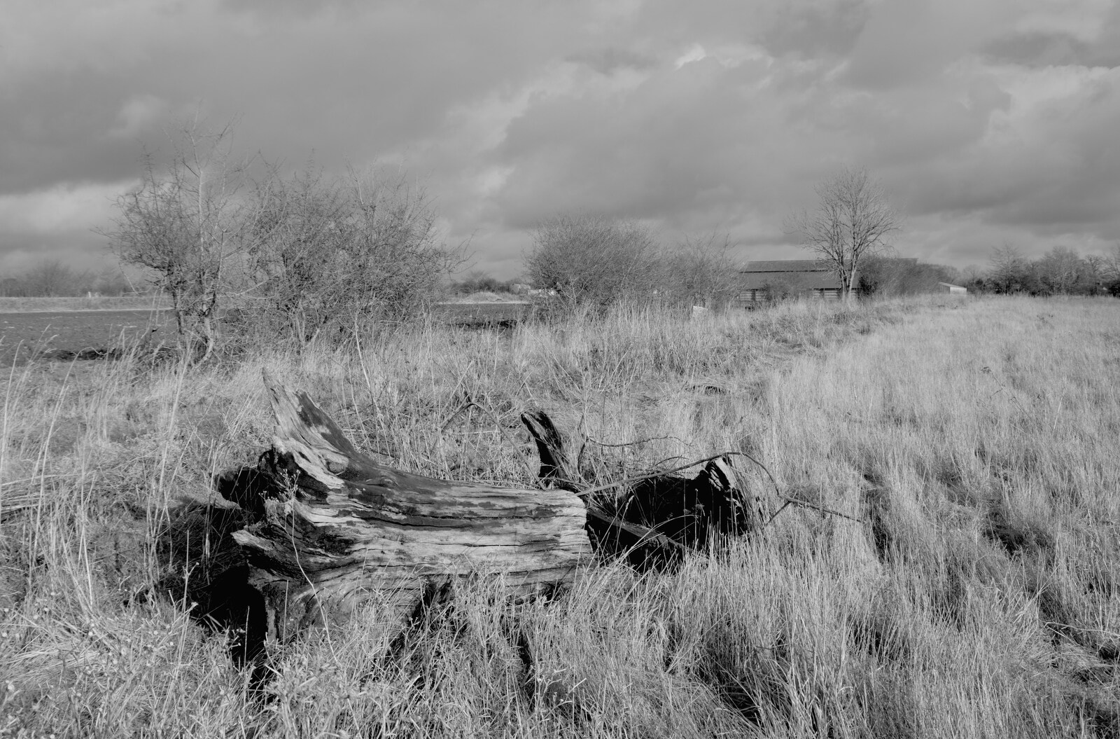A dead tree trunk in the long grass from A Long Walk Around the Airfield, Eye, Suffolk - 11th February 2024