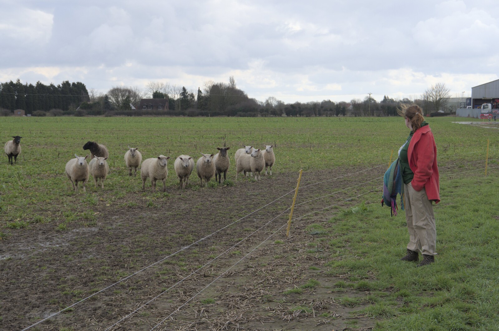Isobel chats to some sheep from A Long Walk Around the Airfield, Eye, Suffolk - 11th February 2024