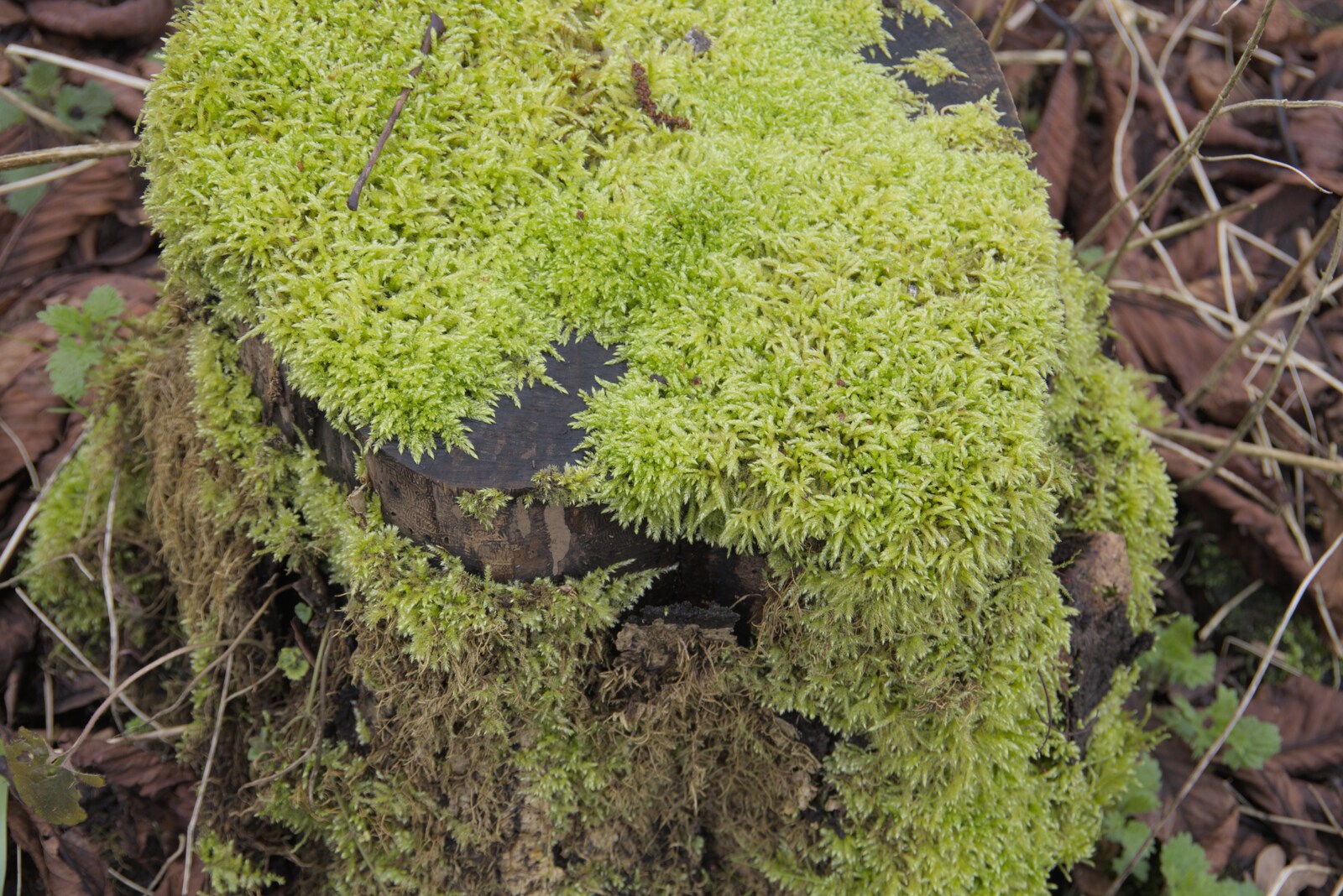 Bright green moss on a tree stump from Palgrave Player's Wrap Party and a March Miscellany, Suffolk - 6th March 2024