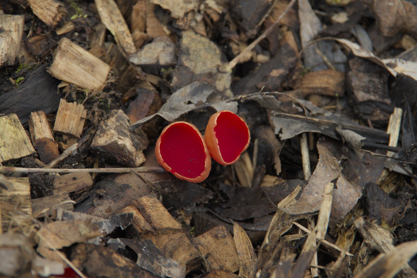 There are some Scarlet Elf Cup mushrooms out from Palgrave Player's Wrap Party and a March Miscellany, Suffolk - 6th March 2024