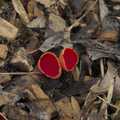 There are some Scarlet Elf Cup mushrooms out, Palgrave Player's Wrap Party and a March Miscellany, Suffolk - 6th March 2024