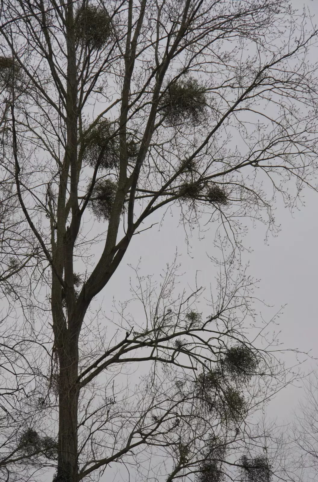 Balls of mistletoe in a tree, from Palgrave Player's Wrap Party and a March Miscellany, Suffolk - 6th March 2024