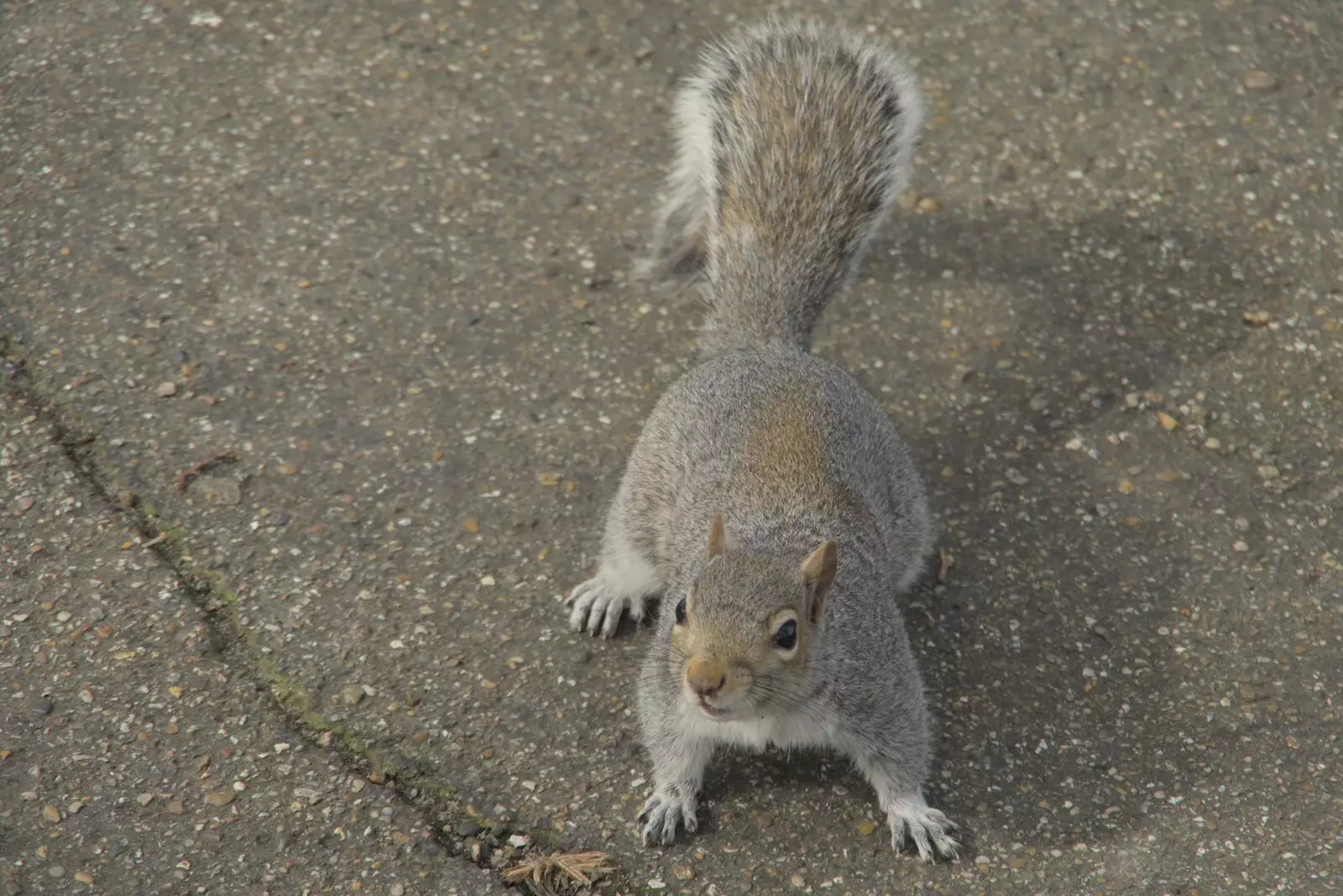 A very bold squirrel runs up to Isobel, from A Cricket Quiz, and a Postcard from Colchester, Essex - 25th March 2024