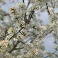 There's some nice blossom somewhere, A Return to the Walks, Thornham, Suffolk - 1st April 2024