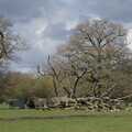 A fallen tree at Thornham, A Return to the Walks, Thornham, Suffolk - 1st April 2024