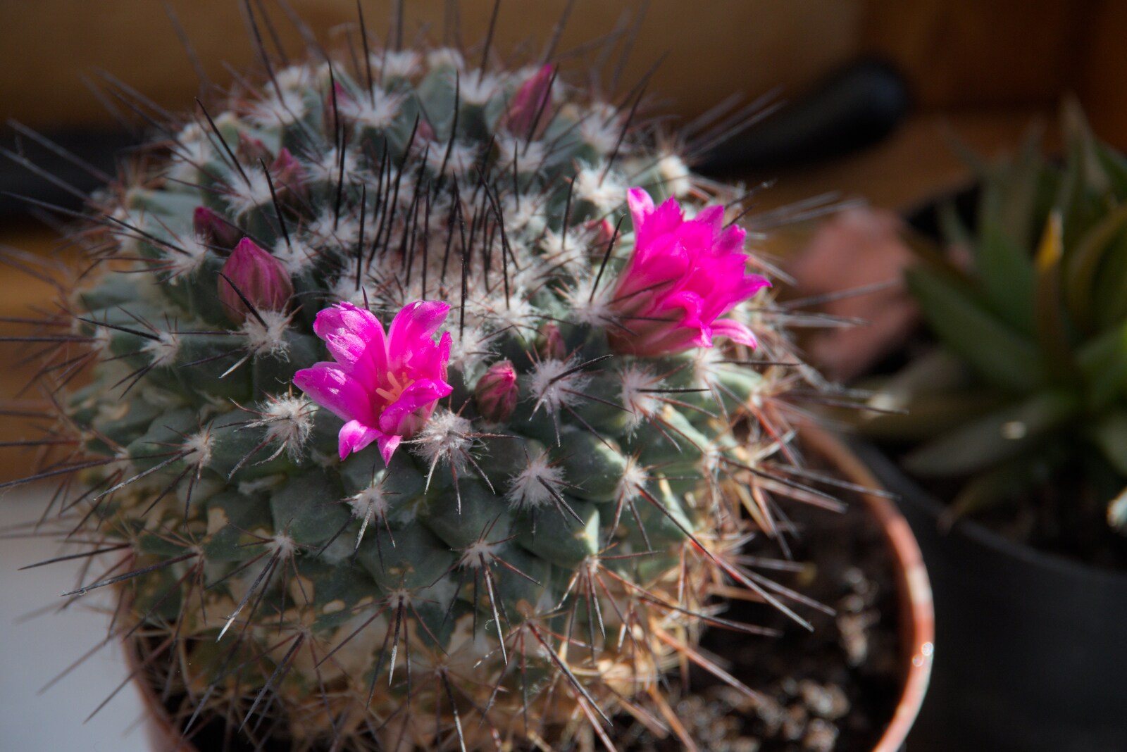 One of the cacti flowers for the first time from Shopping in Bury, and Celtic Nights at the Village Hall, Garboldisham, Norfolk - 6th April 2024