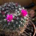 One of the cacti flowers for the first time, Shopping in Bury, and Celtic Nights at the Village Hall, Garboldisham, Norfolk - 6th April 2024