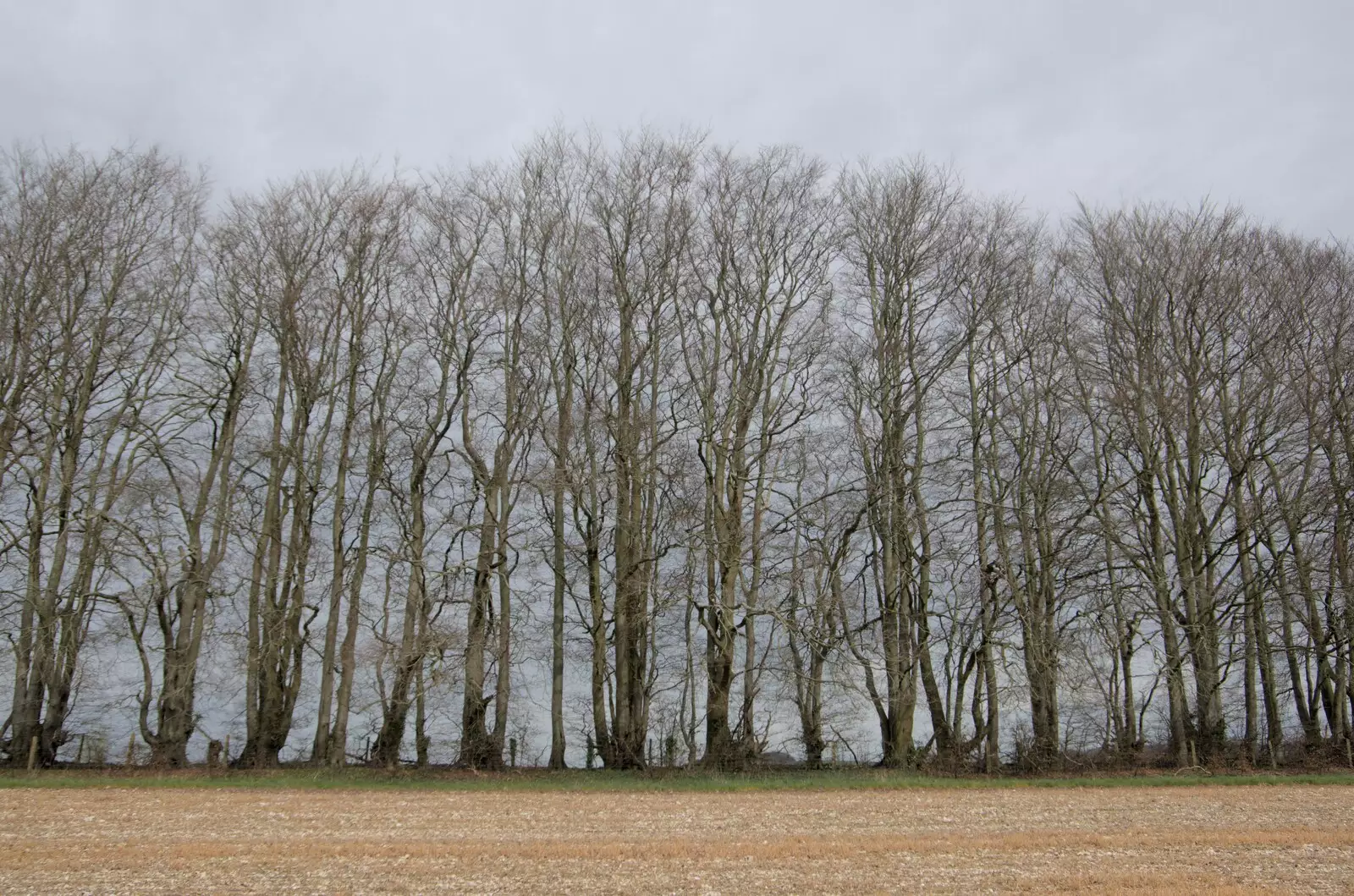 A stand of tall trees near Herepath, from A Postcard from Marlborough and a Walk on the Herepath, Avebury, Wiltshire - 8th April 2024