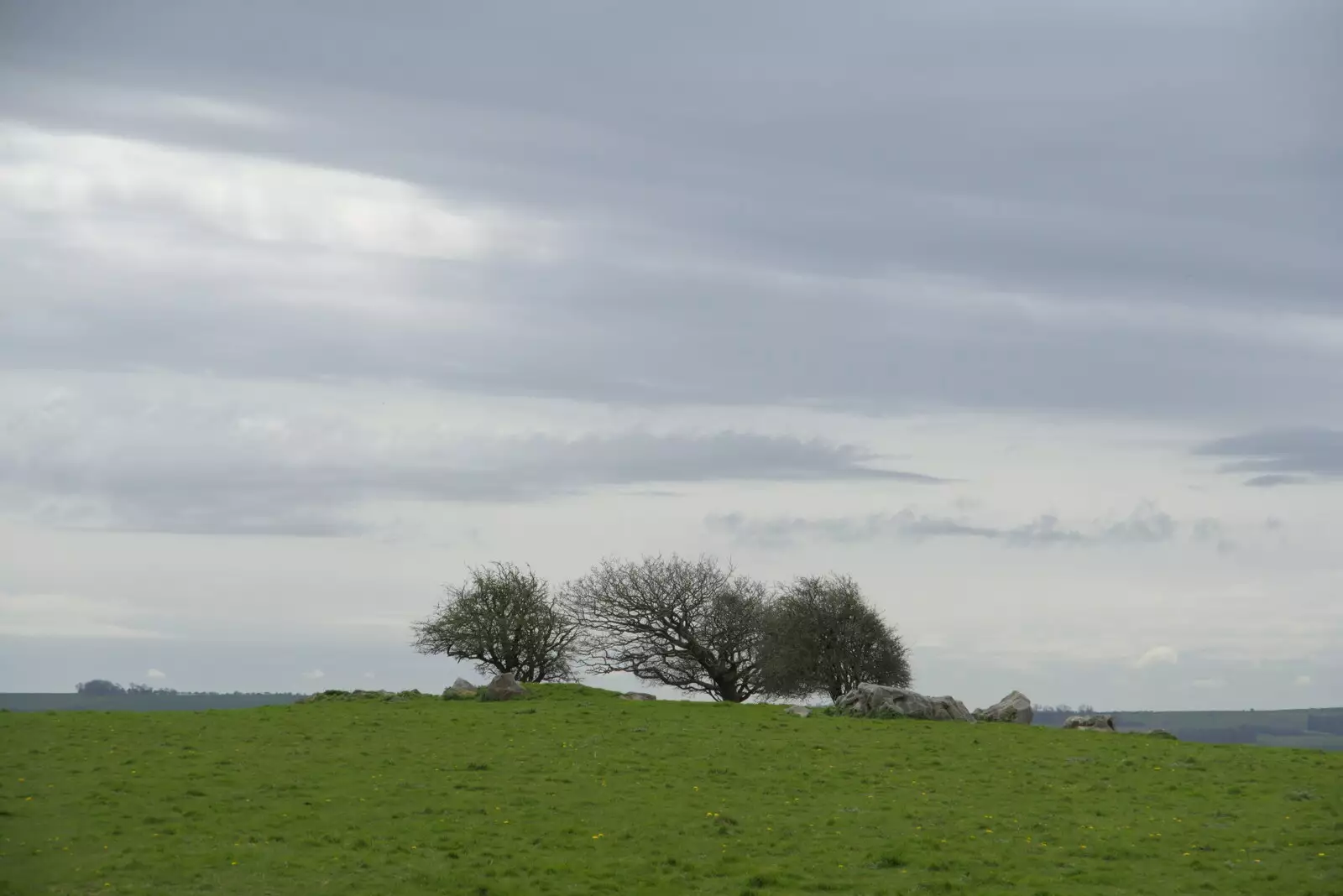 Windswept trees on a hill, from A Postcard from Marlborough and a Walk on the Herepath, Avebury, Wiltshire - 8th April 2024