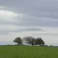 Windswept trees on a hill, A Postcard from Marlborough and a Walk on the Herepath, Avebury, Wiltshire - 8th April 2024