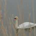 A swan drifts by on the River Alde, The Suffolk Youth Wind Orchestra at Snape Maltings, Suffolk - 10th April 2024