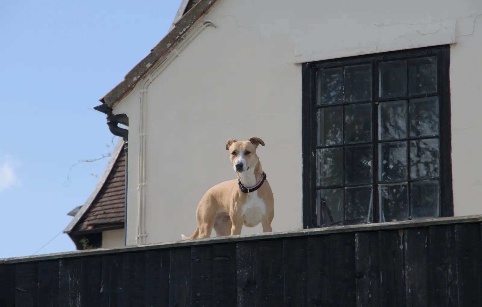 There's a dog on the roof at the Crossways, from A Walk to the Crossways Inn, Scole, Norfolk - 21st April 2024