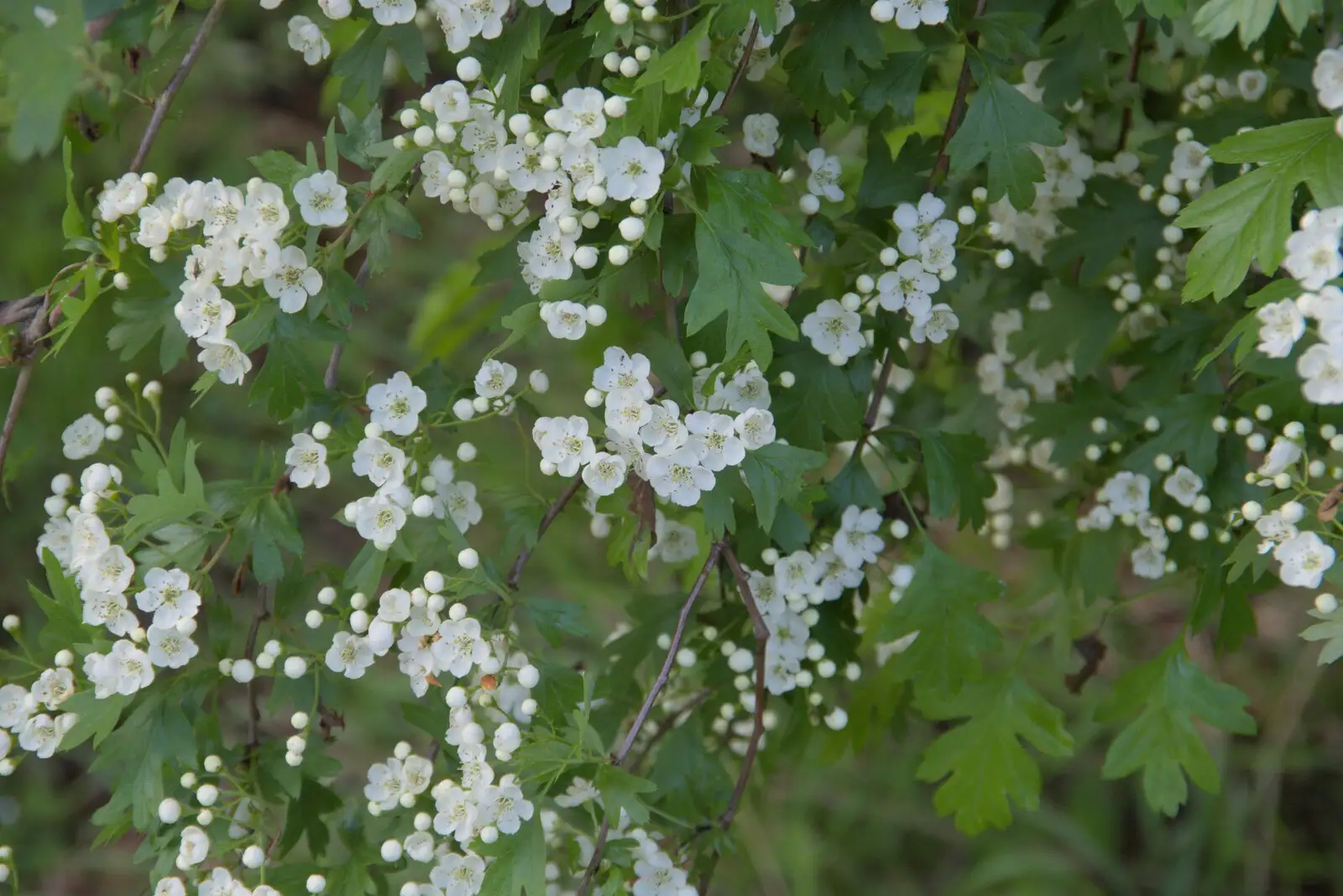 Hedgerow blossoms, from A Walk to the Crossways Inn, Scole, Norfolk - 21st April 2024