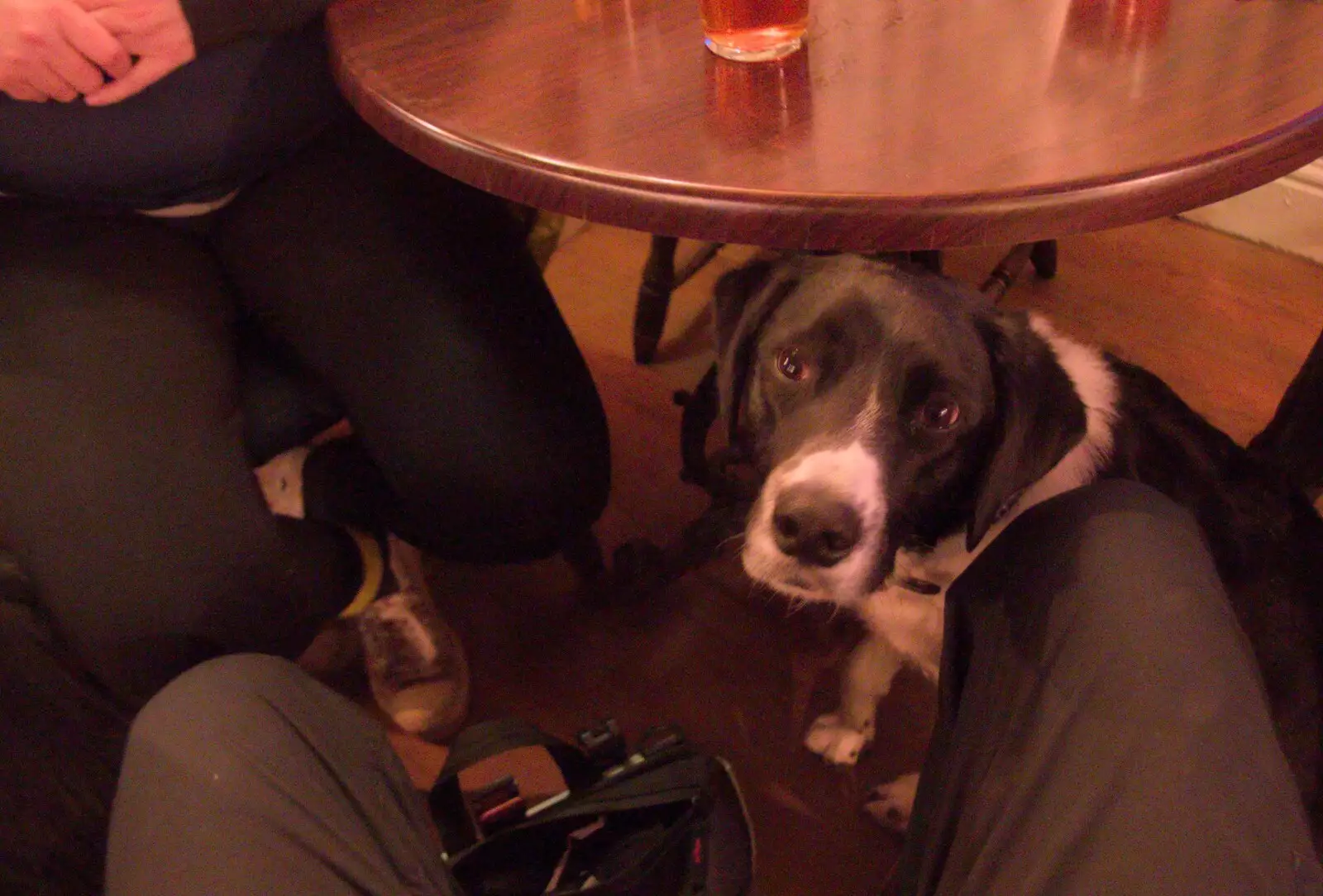 A dog looks sad in the Beaconsfield Arms, from A Postcard From Horham, Suffolk - 27th April 2024