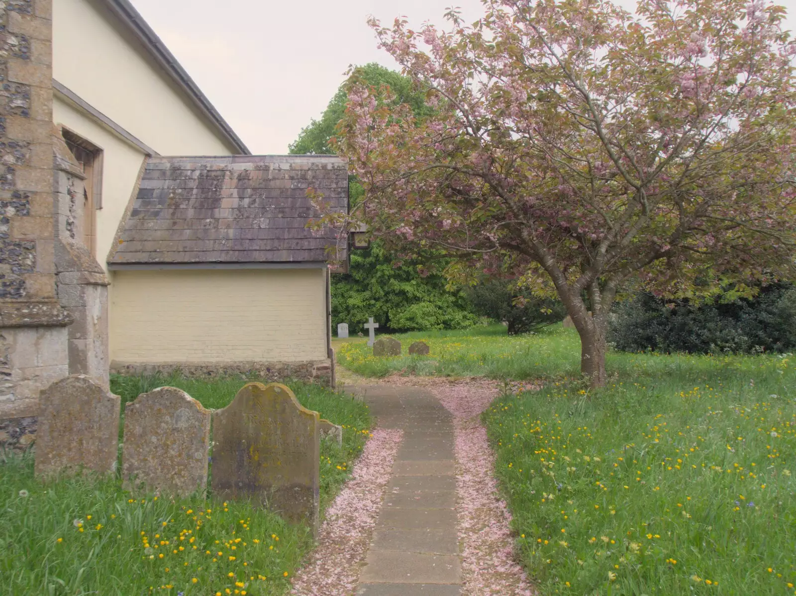 There's a carpet of pink blossom , from A Postcard From Horham, Suffolk - 27th April 2024