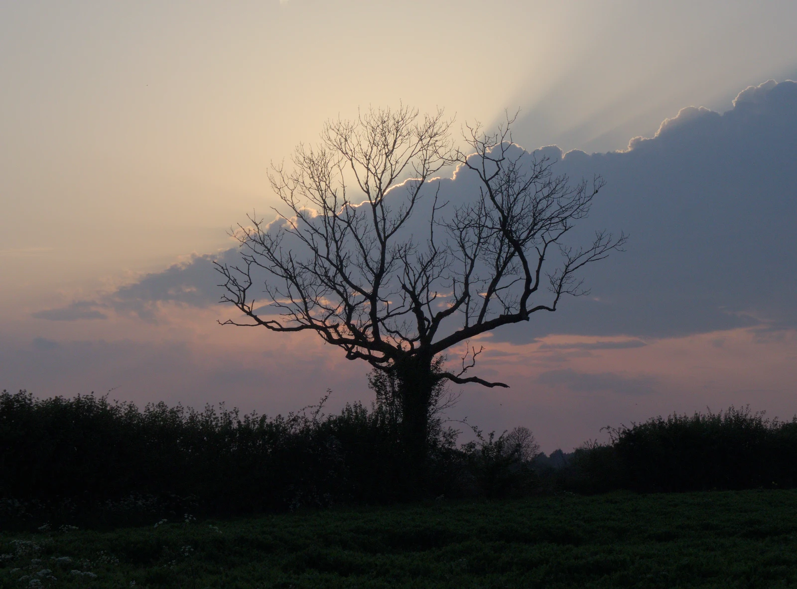 Every tree has a silver lining, from The BSCC at The Lion, Debenham, Suffolk - 2nd May 2024