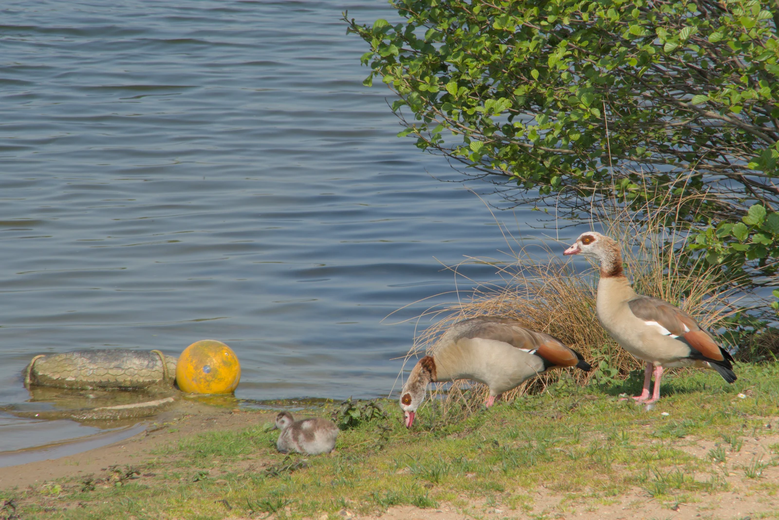 Egyptian Geese and a gosling by the lake, from The BSCC at The Lion, Debenham, Suffolk - 2nd May 2024