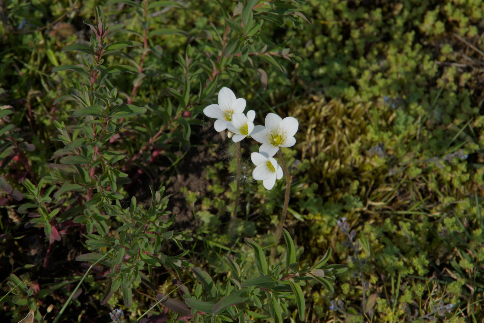 Nice little white flowers, from The BSCC at The Lion, Debenham, Suffolk - 2nd May 2024