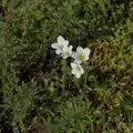 Nice little white flowers, The BSCC at The Lion, Debenham, Suffolk - 2nd May 2024