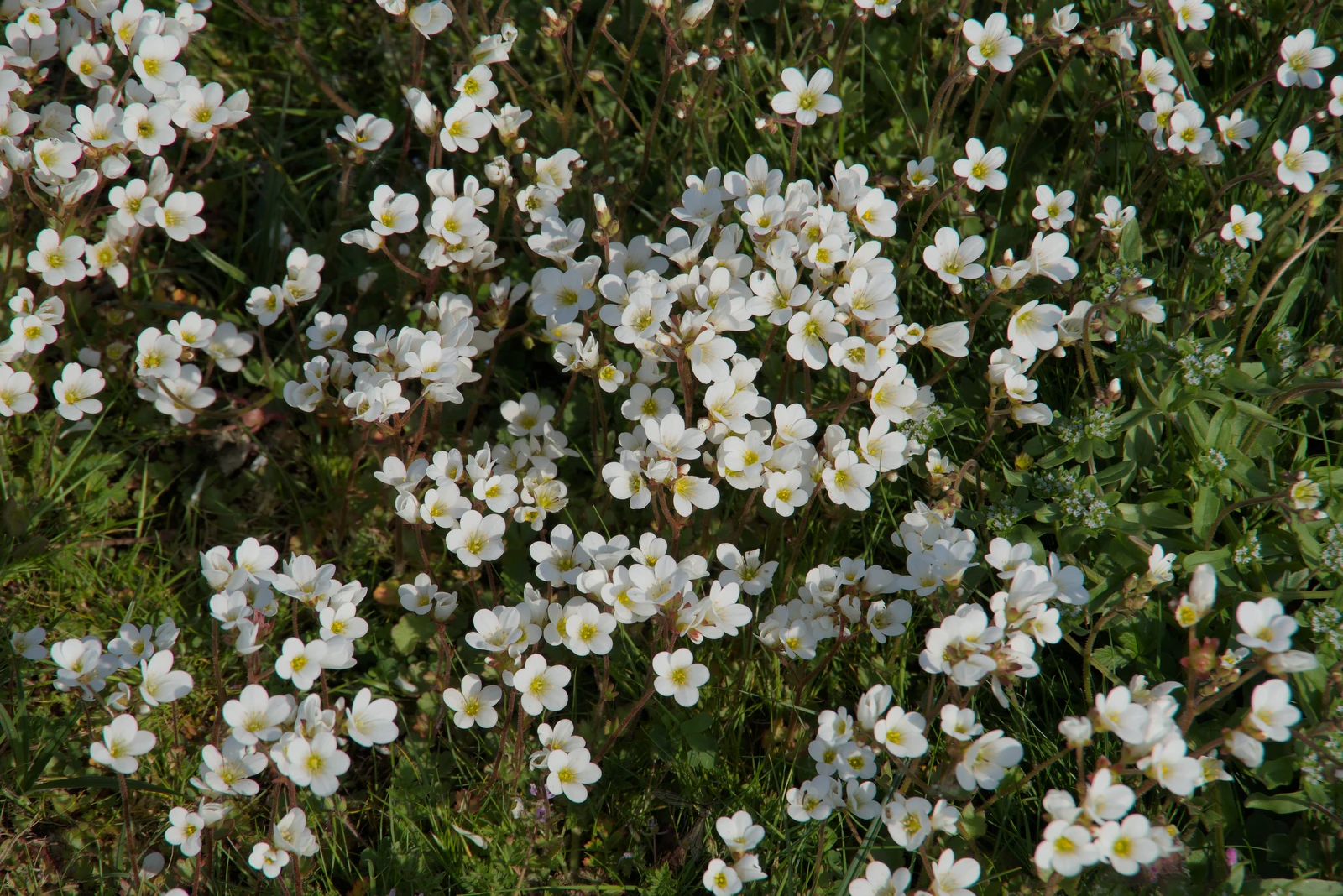 A carpet of tiny white flowers, from The BSCC at The Lion, Debenham, Suffolk - 2nd May 2024