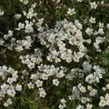 A carpet of tiny white flowers, The BSCC at The Lion, Debenham, Suffolk - 2nd May 2024