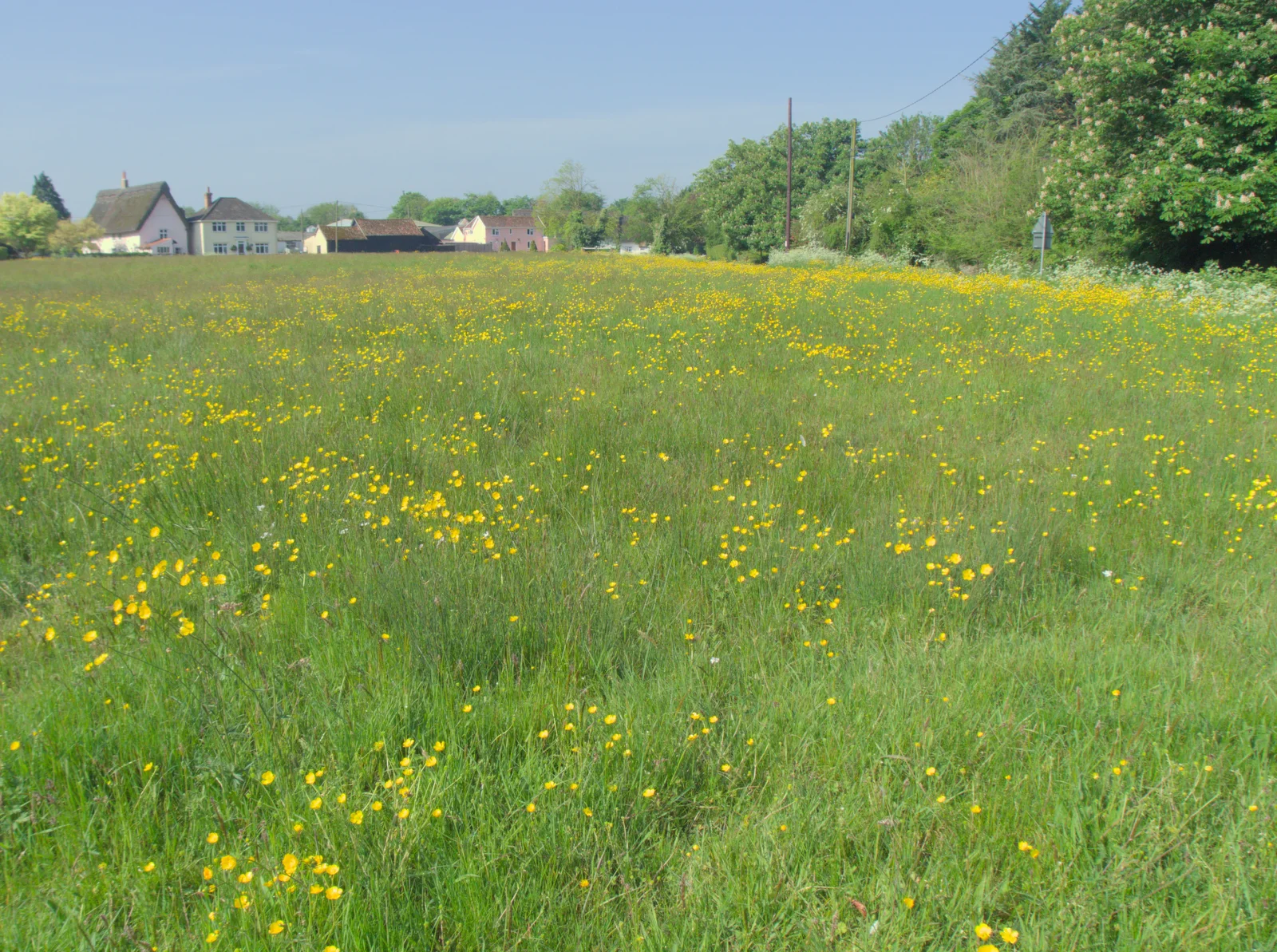 The buttercups are out in Thrandeston, from A May Miscellany and The Harvs at Ampersand, Diss - 9th May 2024