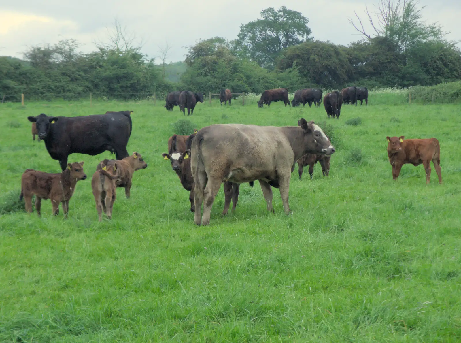 There's a field full of cows and calves, from The BSCC at The Half Moon, Rushall, Norfolk - 16th May 2024