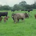 There's a field full of cows and calves, The BSCC at The Half Moon, Rushall, Norfolk - 16th May 2024