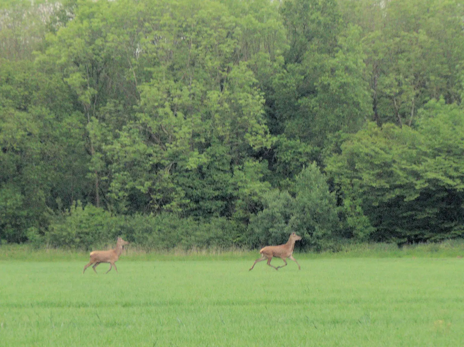 We spot a couple of large deer running about, from The BSCC at The Half Moon, Rushall, Norfolk - 16th May 2024