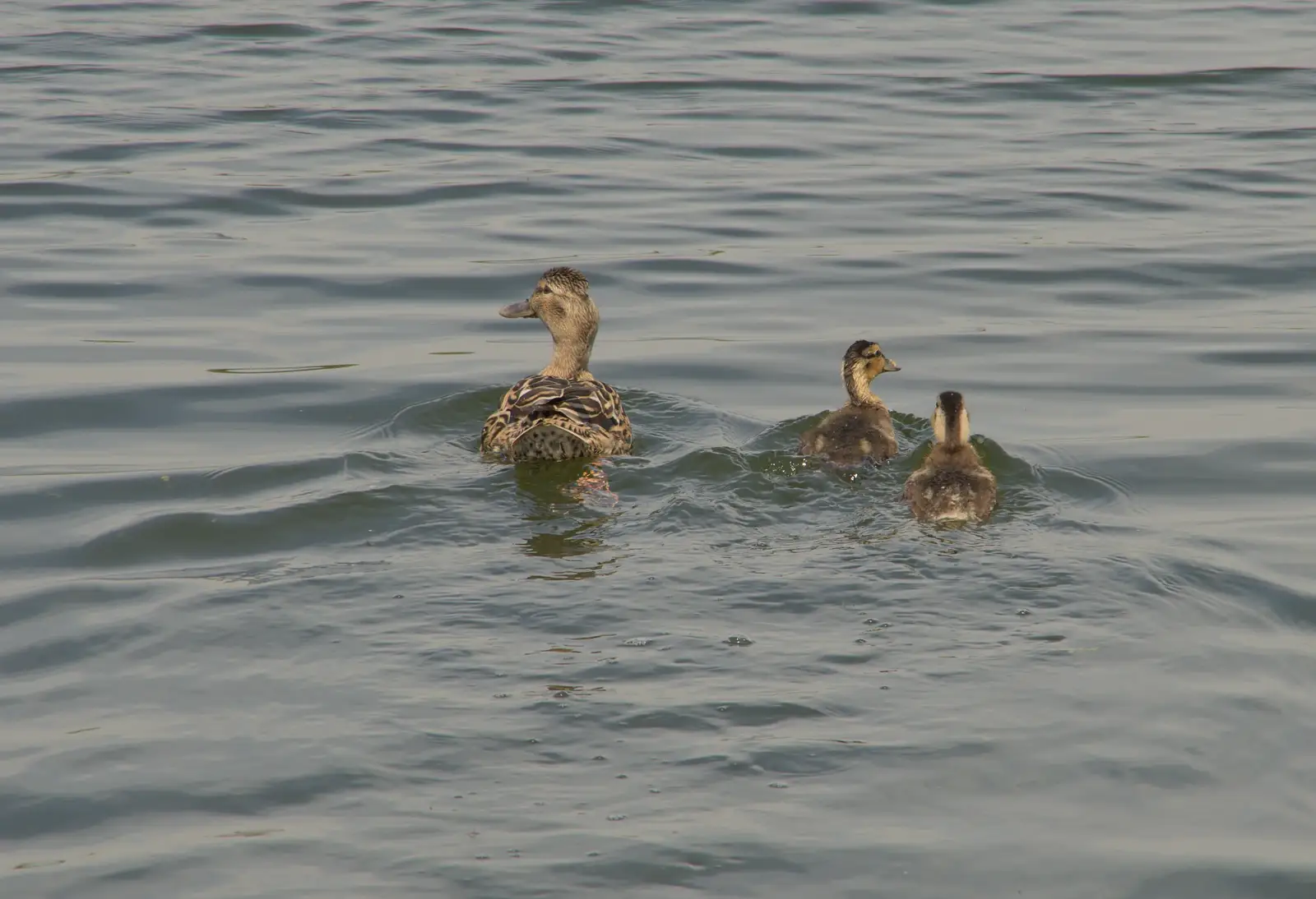 A duck and its ducklings, from The BSCC at The Half Moon, Rushall, Norfolk - 16th May 2024