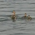 A duck and its ducklings, The BSCC at The Half Moon, Rushall, Norfolk - 16th May 2024