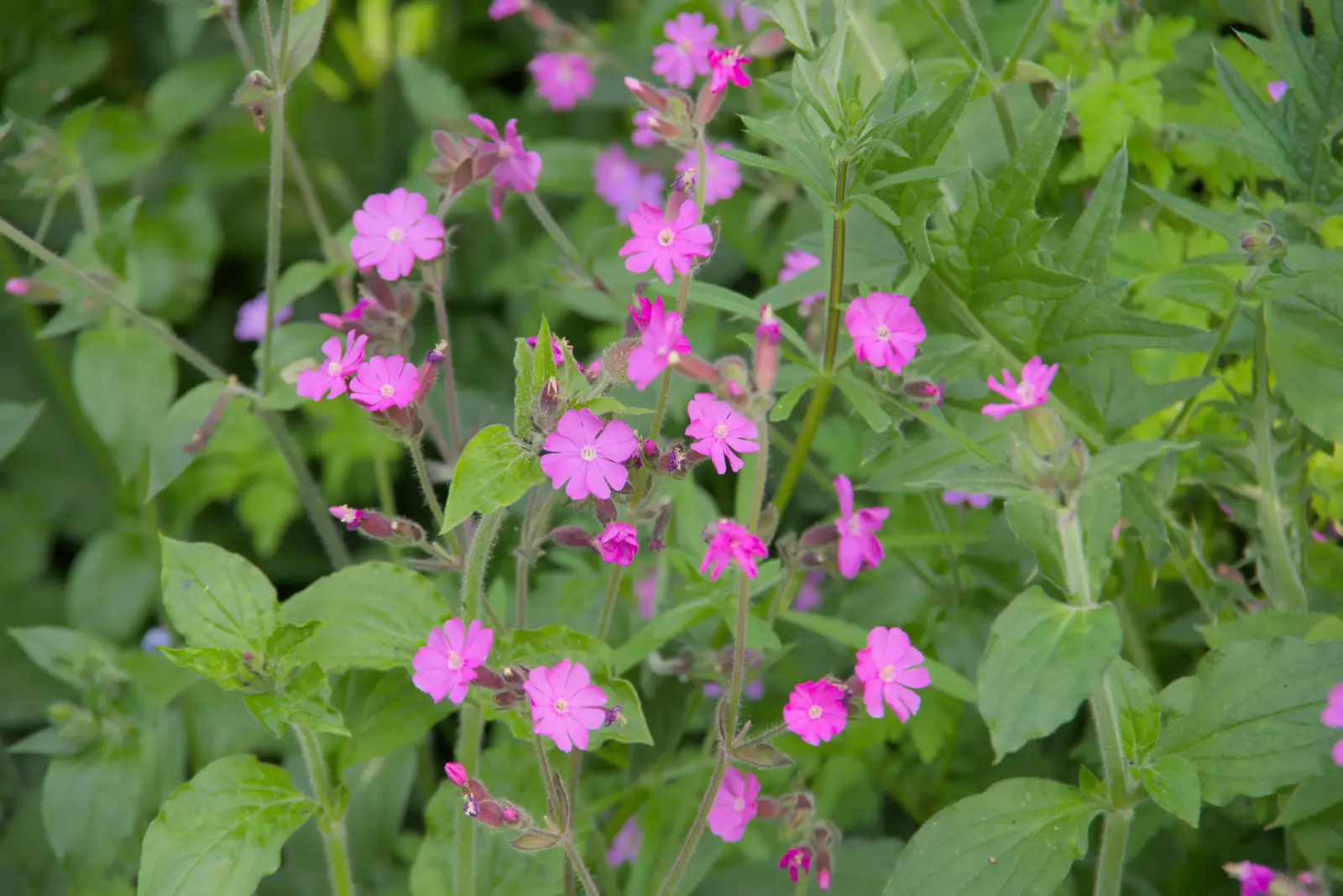 Bright pink flowers in the hedgerow, from The BSCC at The Half Moon, Rushall, Norfolk - 16th May 2024