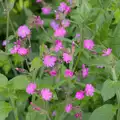 Bright pink flowers in the hedgerow, The BSCC at The Half Moon, Rushall, Norfolk - 16th May 2024