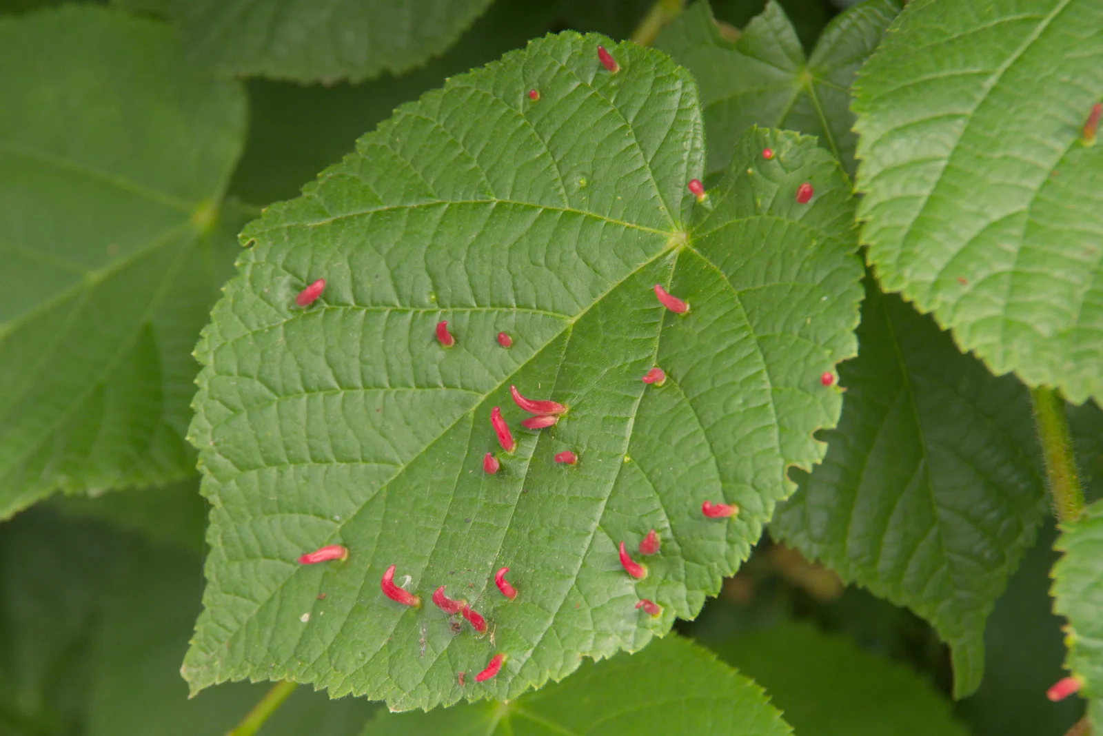 A leaf is covered in weird pink willies, from The Village Hall Plant Sale, and a New Dinghy, Weybread, Norfolk - 19th May 2024