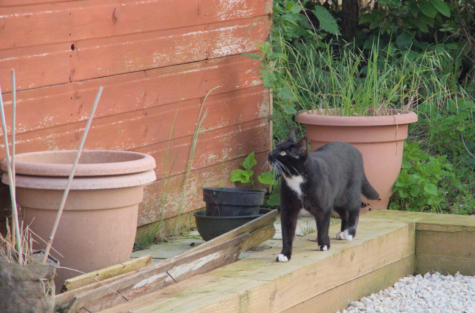 Mini Molly Mog roams around, from The Village Hall Plant Sale, and a New Dinghy, Weybread, Norfolk - 19th May 2024