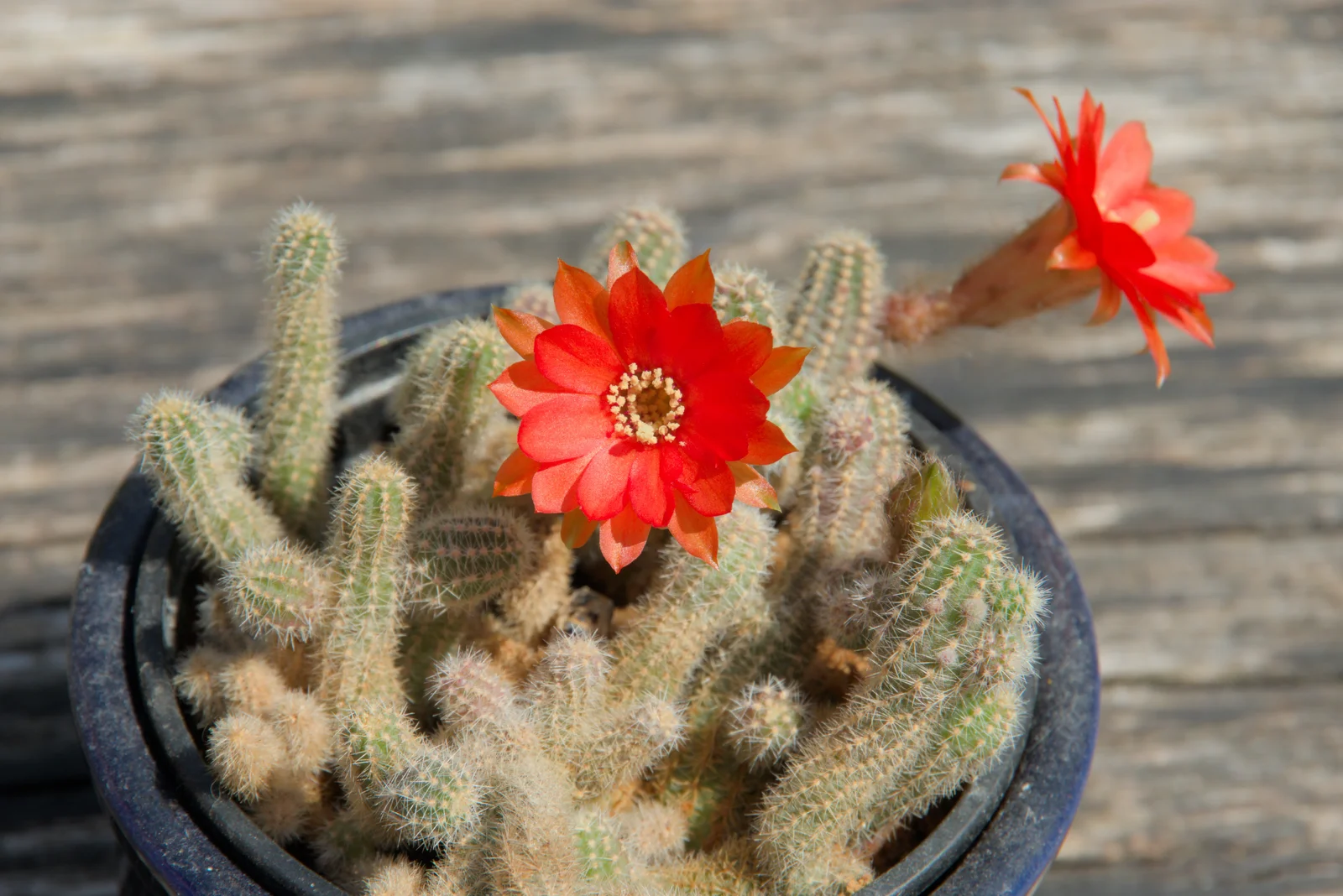 Another cactus is flowering, from The Village Hall Plant Sale, and a New Dinghy, Weybread, Norfolk - 19th May 2024