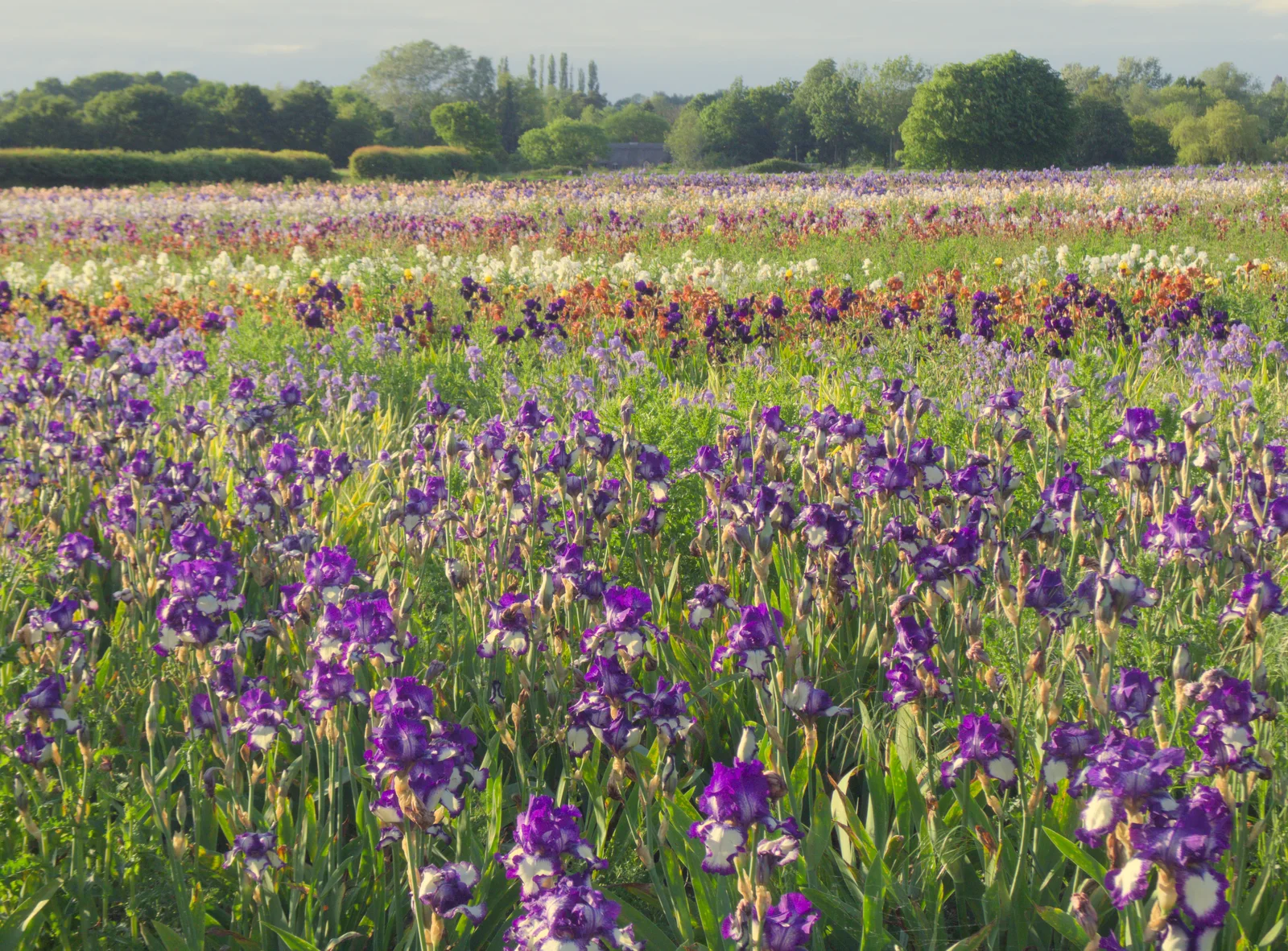 A stunning field of iris in Burgate, from A Trip to Beccles, and the BSCC at The Greyhound, Botesdale, Suffolk - 23rd May 2024