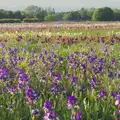 A stunning field of iris in Burgate, A Trip to Beccles, and the BSCC at The Greyhound, Botesdale, Suffolk - 23rd May 2024