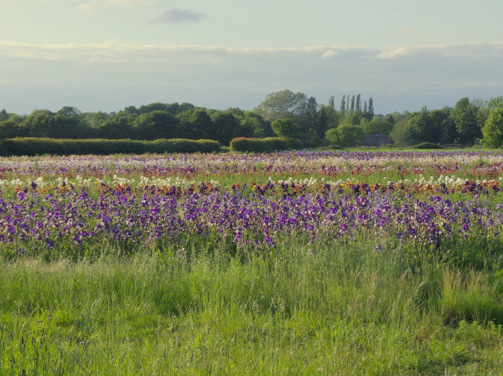 Another look at a field of flowering iris, from A Trip to Beccles, and the BSCC at The Greyhound, Botesdale, Suffolk - 23rd May 2024