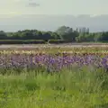 Another look at a field of flowering iris, A Trip to Beccles, and the BSCC at The Greyhound, Botesdale, Suffolk - 23rd May 2024