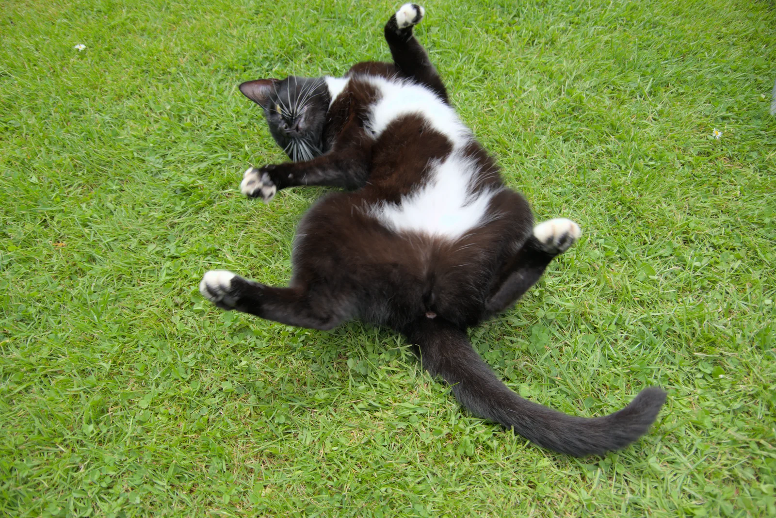 Mini Molly Mog rolls around like a kitten, from A Trip to Beccles, and the BSCC at The Greyhound, Botesdale, Suffolk - 23rd May 2024