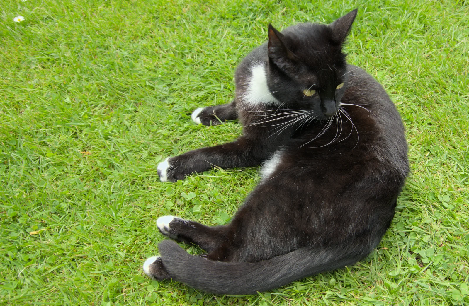 The Mini Molly Mog - tiny cat, from A Trip to Beccles, and the BSCC at The Greyhound, Botesdale, Suffolk - 23rd May 2024