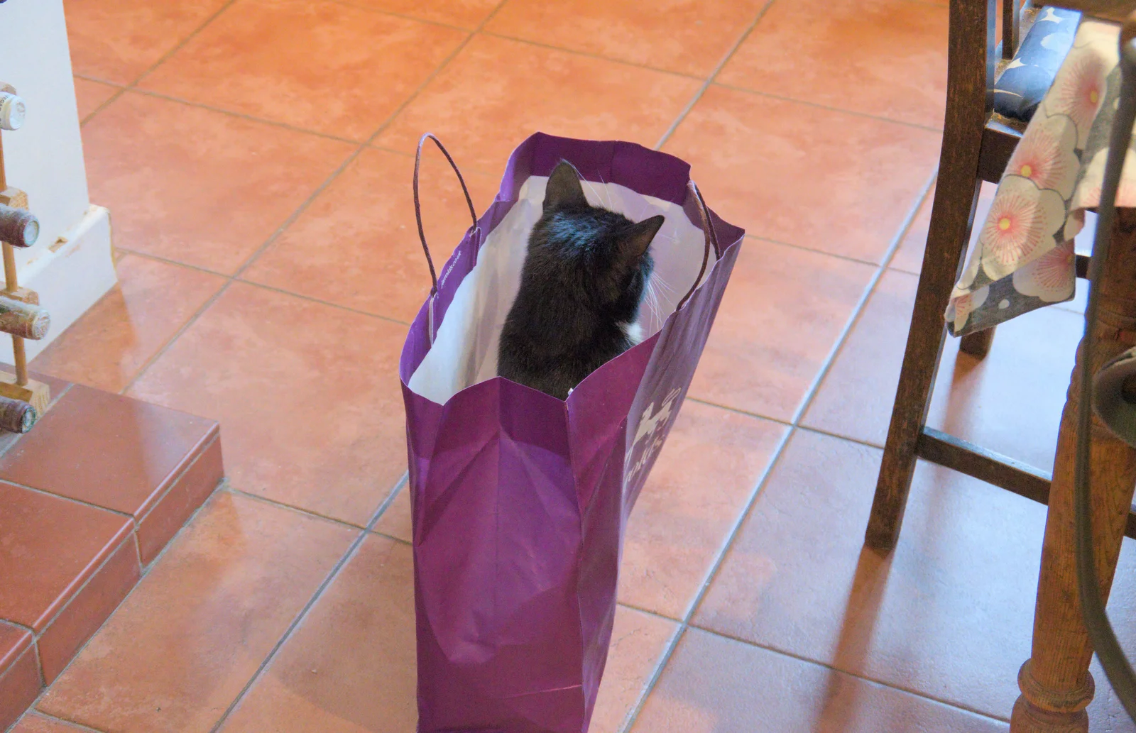 Lucy Cat wants to be a birthday present, from Birthday Shopping in the Rain, Norwich - 25th May 2024