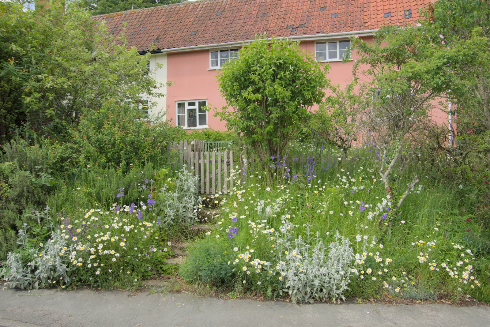 Cottage-garden daisies , from LowFest at the Low House, Laxfield, Suffolk - 26th May 2024