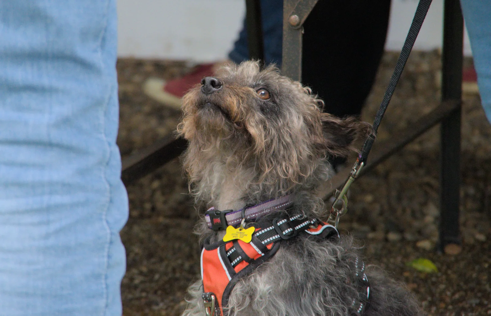 A small dog looks up hopefully, from LowFest at the Low House, Laxfield, Suffolk - 26th May 2024