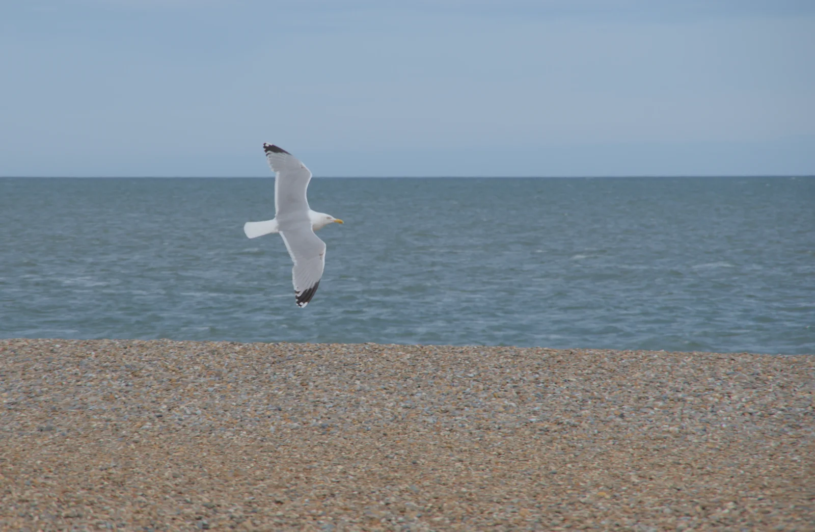 A seagull sweeps past, from Saxtead Mill, Framlingham Gala and Chips on the Beach, Aldeburgh - 27th May 2024