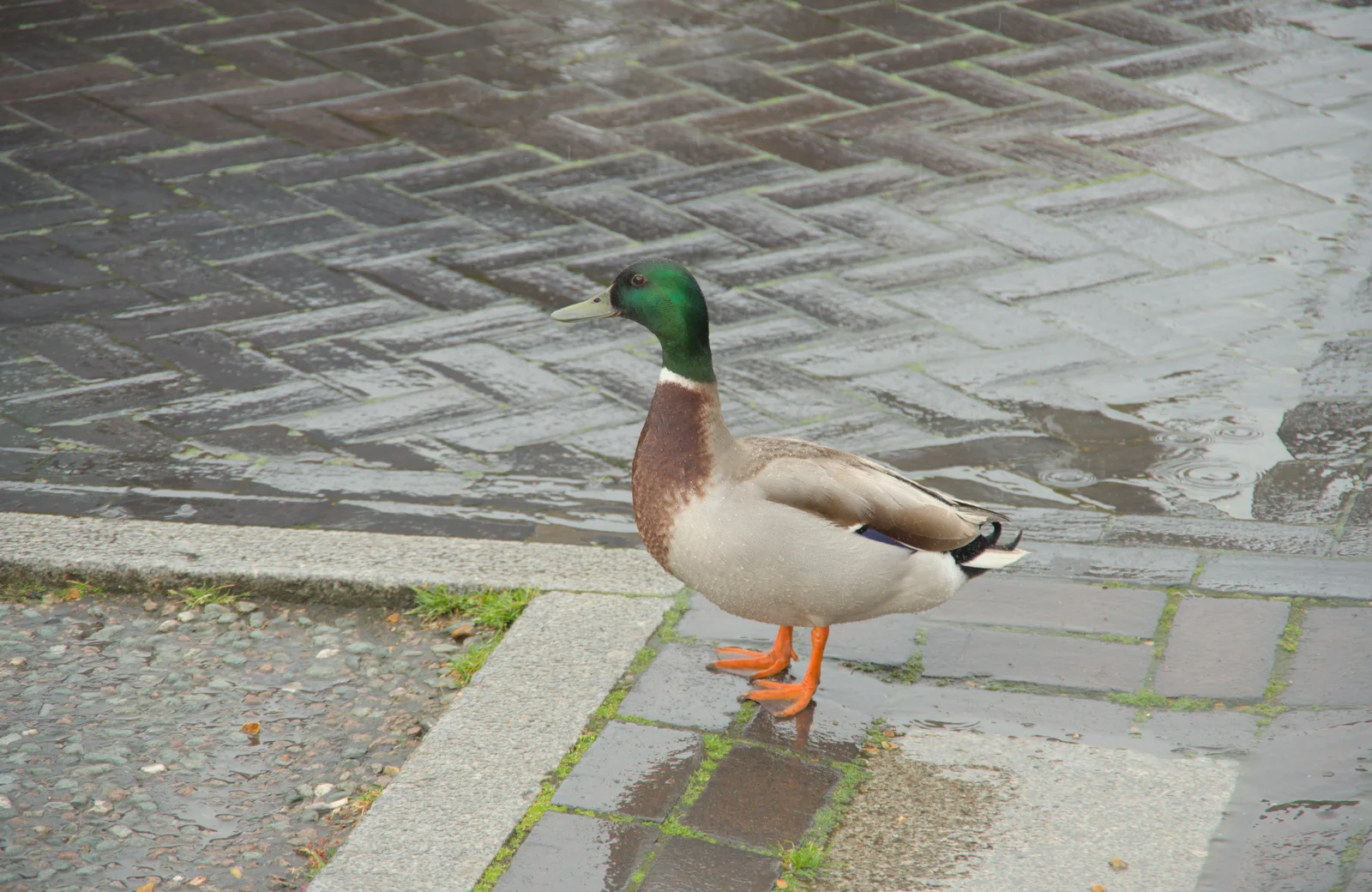 It really is nice weather for ducks, from The Sutton Hoo Ship Reconstruction, The Longshed, Woodbridge - 29th May 2024