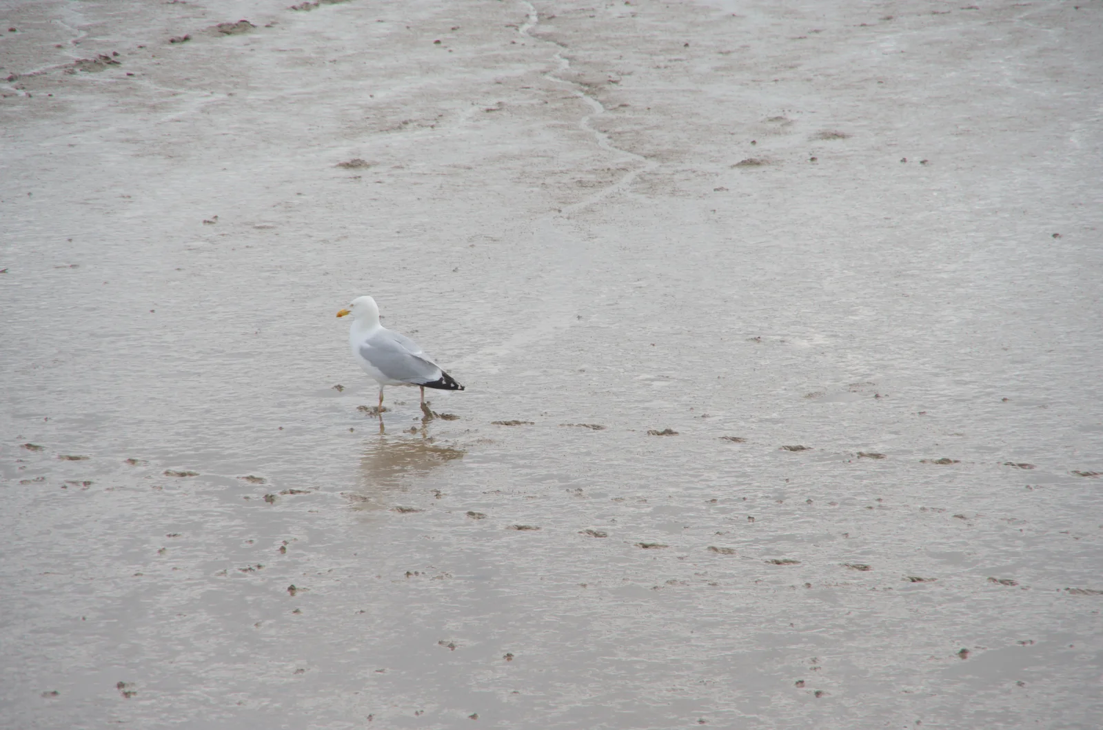 A seagull leaves a trail of tracks in the mud, from The Sutton Hoo Ship Reconstruction, The Longshed, Woodbridge - 29th May 2024