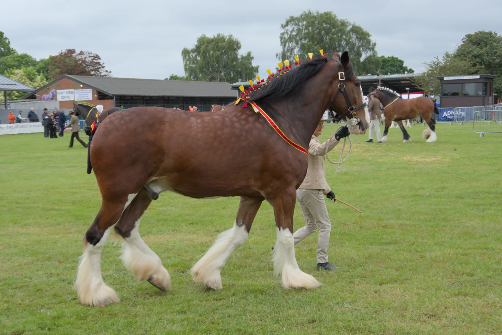 There's a heavy horse in the ring, from Fred and the SYWO at the Suffolk Show, Trinity Park, Ipswich - 30th May 2024